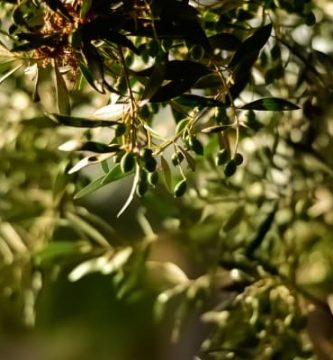 Cómo hacer aceite de oliva