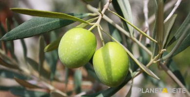 Aceite de orujo de oliva