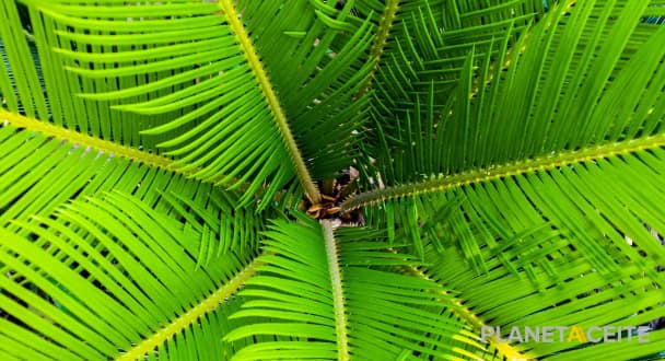 De dónde sale el aceite de palma