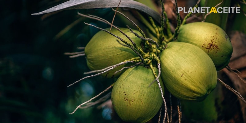 Cocos, de donde sale el aceite de coco orgánico