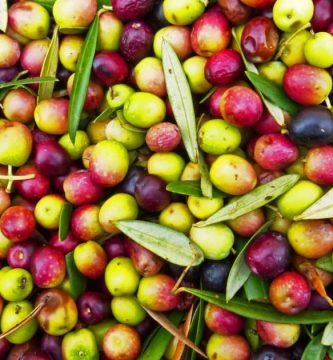 Aceite de oliva arbequina